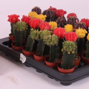 Cactus geent mix