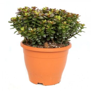 Crassula minor