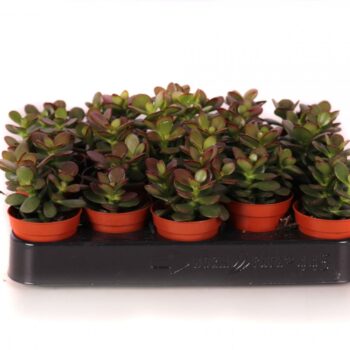 Crassula minor