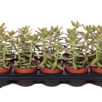 Sedum nussbaumerianus