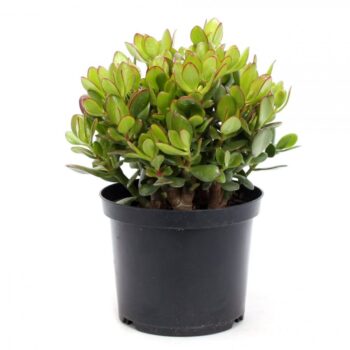 Crassula ovata