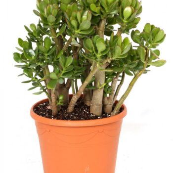 Crassula ovata