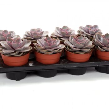 Echeveria perle von nurnberg