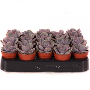 Echeveria perle von nurnberg