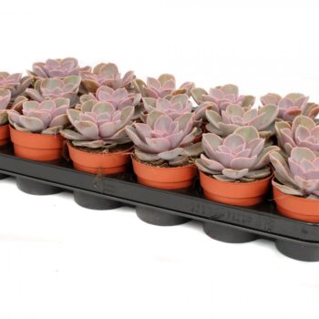 Echeveria perle von nurnberg