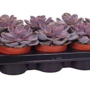 Echeveria perle von nurnberg