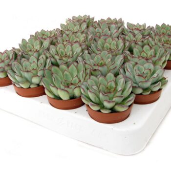Echeveria pulidonis