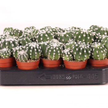 Echinopsis denudatum