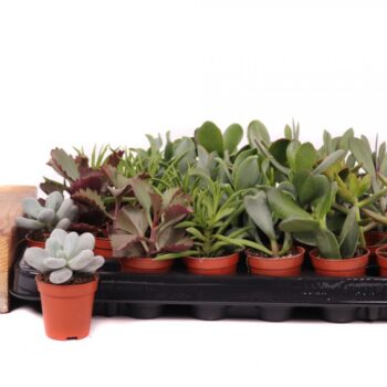 Succulenten mix