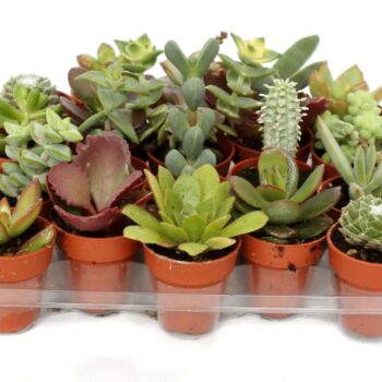 Succulenten mix