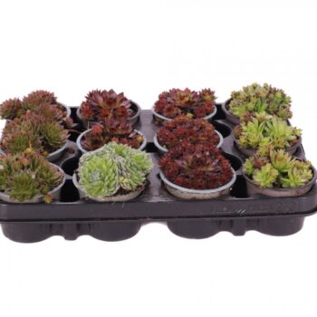 Sempervivum mix