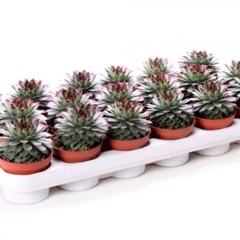 Sempervivum tectorum