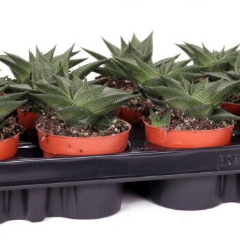 Haworthia margaritifera