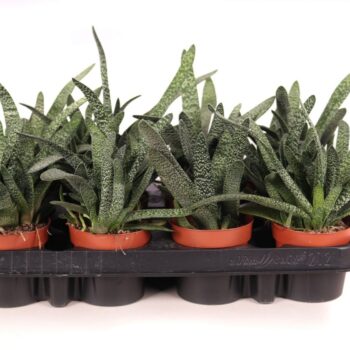 Gasteria carinata verrucosa