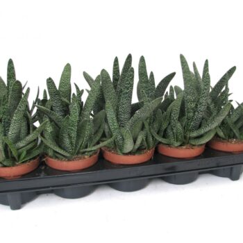 Gasteria verrucosa