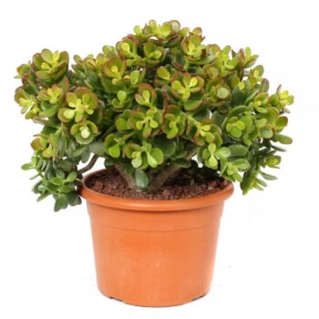 Crassula minor