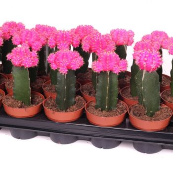 Gymno pink geent
