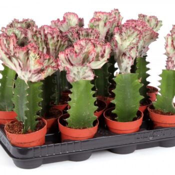 Euphorbia lactea cristata