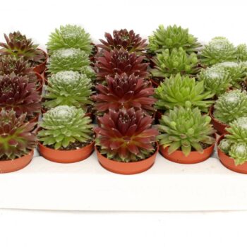 Sempervivum mix