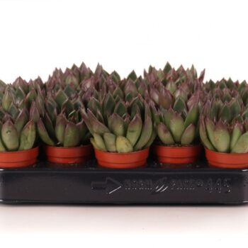 Echeveria agavoides