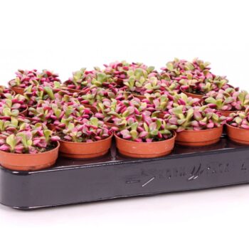 Anacampseros rufida sunrise