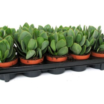 Crassula arborescens