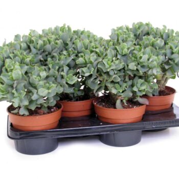 Crassula arborescens cristaat