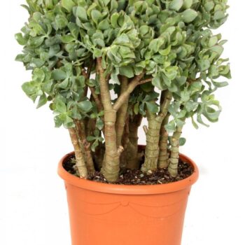 Crassula arborescens cristaat