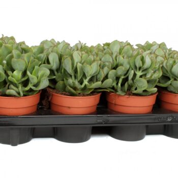 Crassula arborescens cristaat