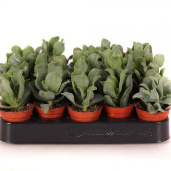 Crassula arborescens cristaat