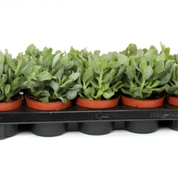 Crassula arborescens cristaat