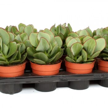 Crassula arborescens