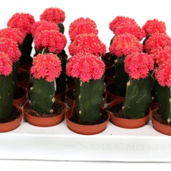 Cactus geent pink