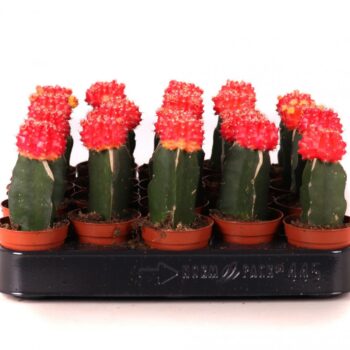 Cactus geent orange