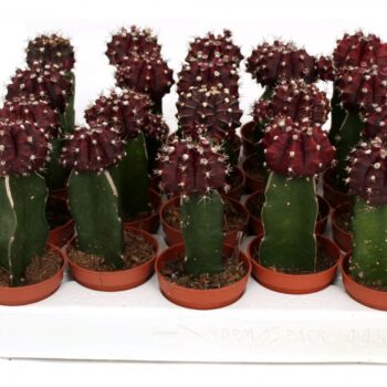 Cactus geent black