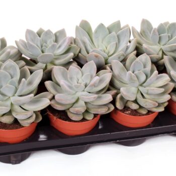Echeveria grosso