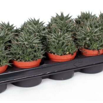 Haworthia hawarthiodes