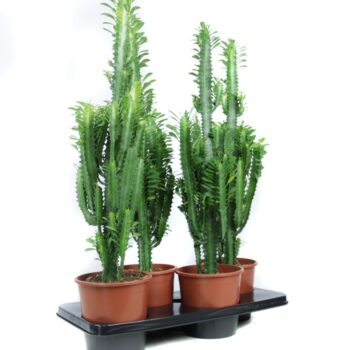 Euphorbia trigona