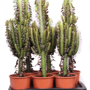 Euphorbia trichona rubra