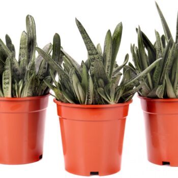 Gasteria little warty