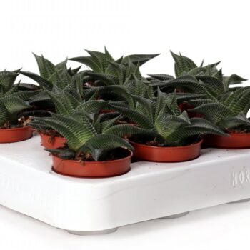 Haworthia margaritifera