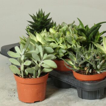 Succulenten mix