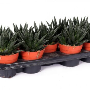 Gasteria d due