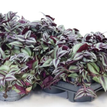 Tradescantia pink joy