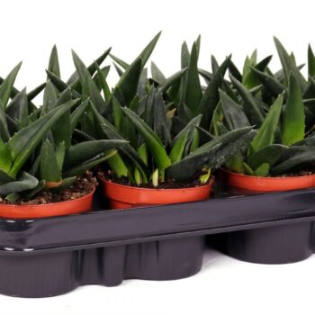 Haworthia west jogoo