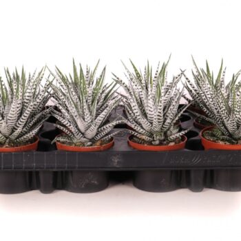 Haworthia fasciata alba