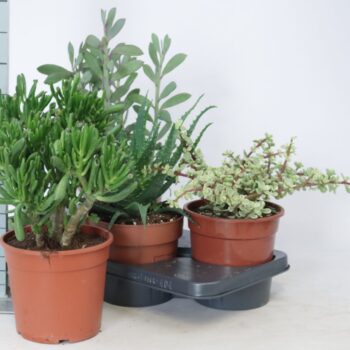 Succulenten mix