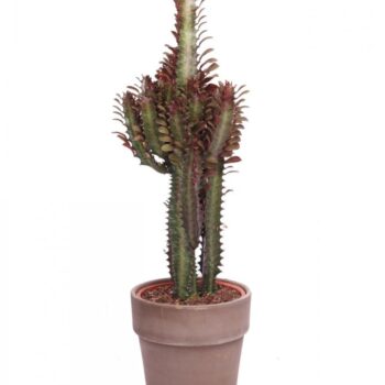 Euphorbia trigona in bruine pot