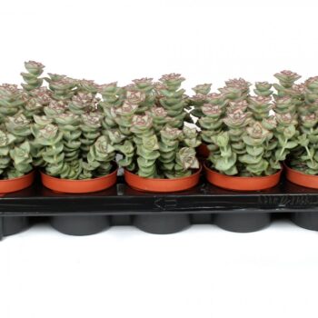 Crassula per giant form