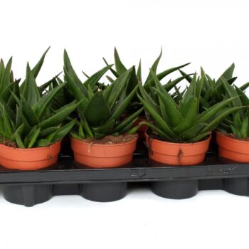 Haworthia west jogoo